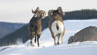 Wild Canada Season 1 Episode 2