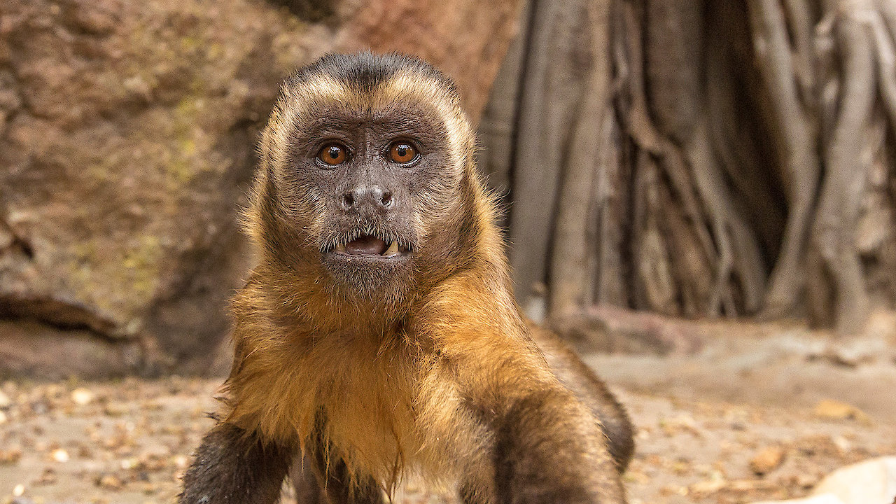 Nature's Greatest Talents