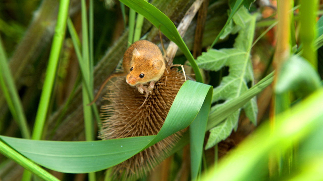 Yorkshire - A Year in the Wild