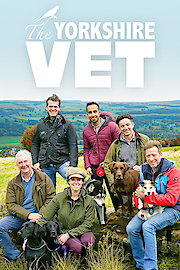 Yorkshire Vet