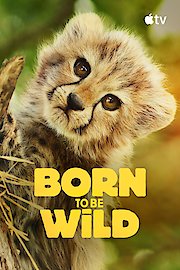 Born to be Wild