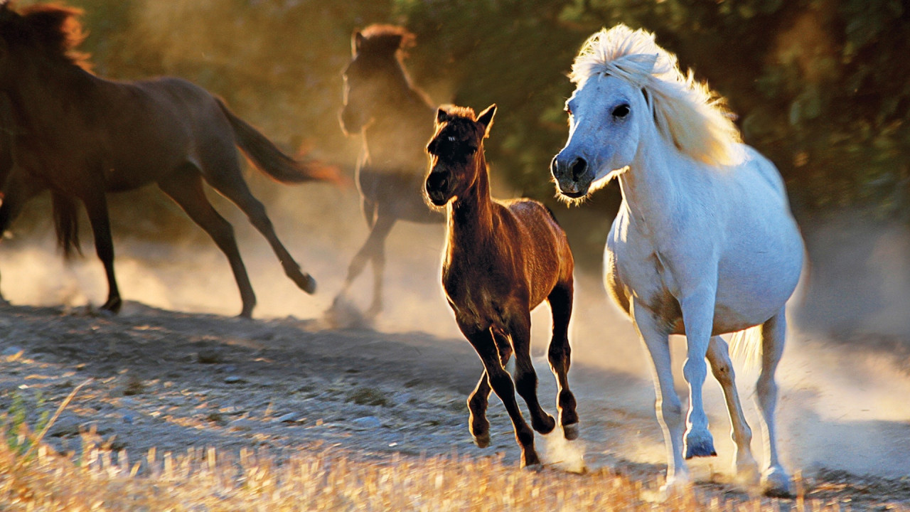Great Horses of the World