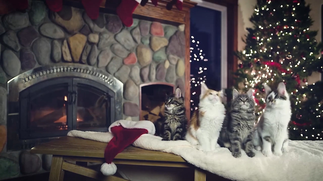 World's Funniest Animals Specials