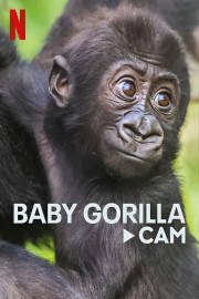 Baby Gorilla Cam