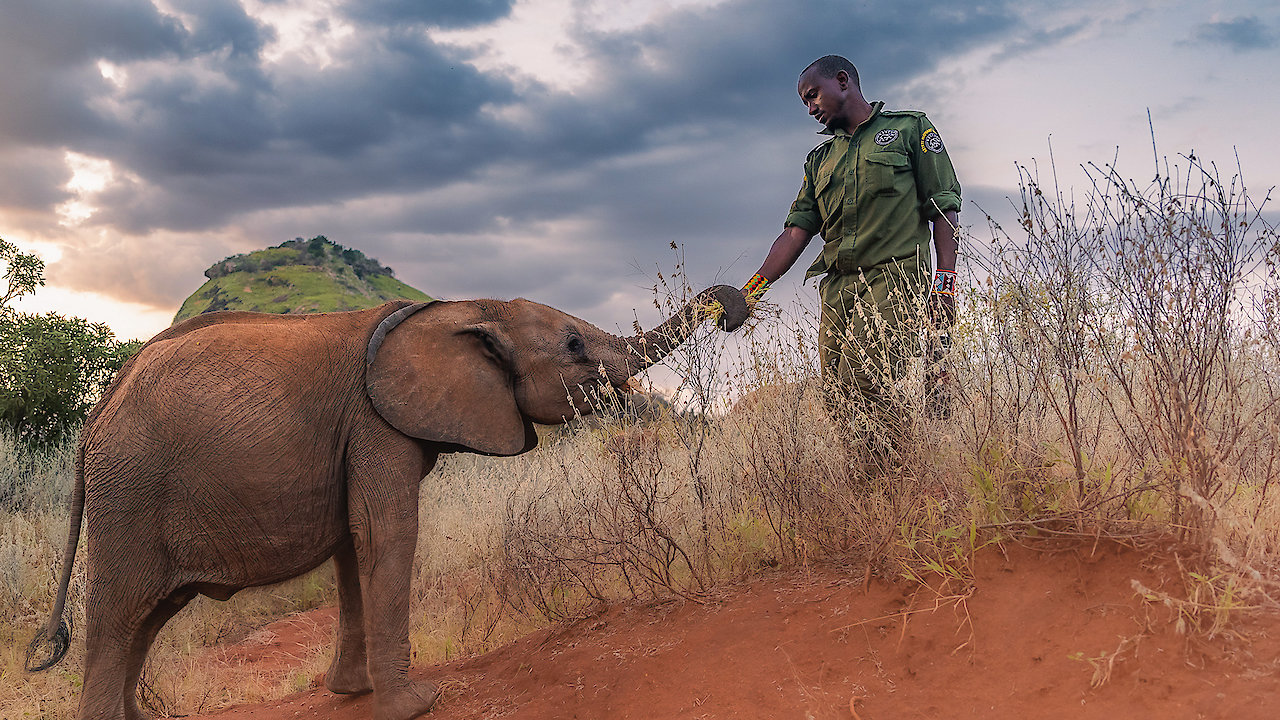 Becoming Elephant: The Orphans of Reteti