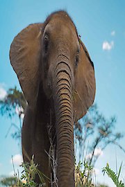 Becoming Elephant: The Orphans of Reteti