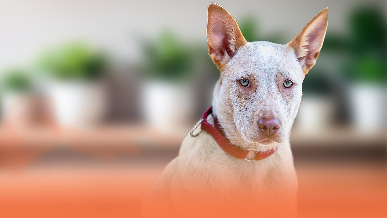The Dog House Australia