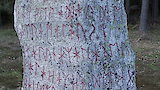 Runes