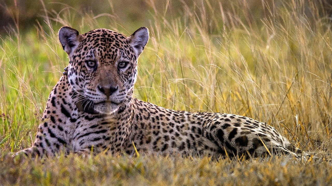 Jaguar Journals
