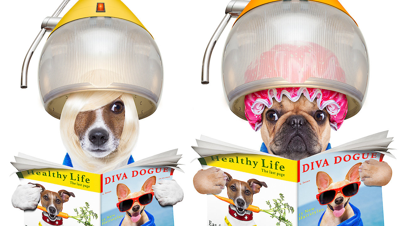 Pets Gone Wild