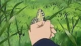 Anxiety of the Swallowtail Butterfly