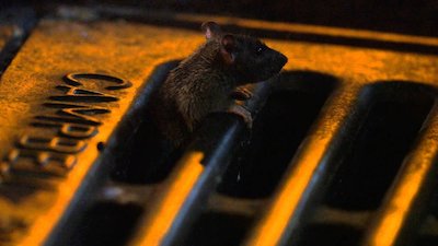 Urban Jungle Season 1 Episode 1