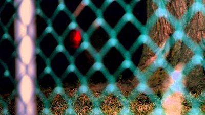 Urban Jungle Season 1 Episode 2