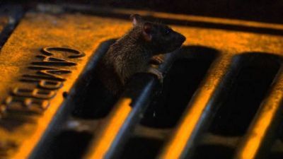 Urban Jungle Season 2 Episode 13