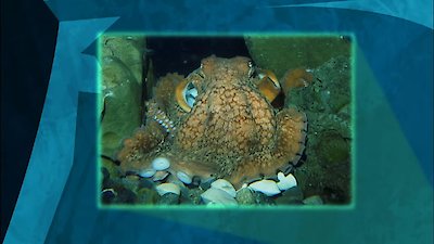 Wild Kratts Season 1 Episode 13