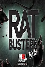 Rat Busters NYC
