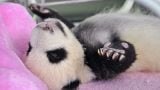 Baby Pandas