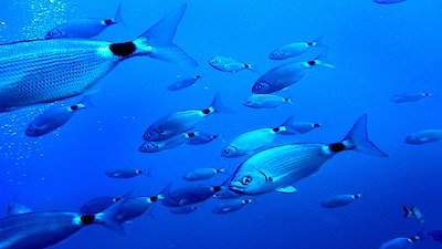 PBS Newshour Season 2019 Episode 92