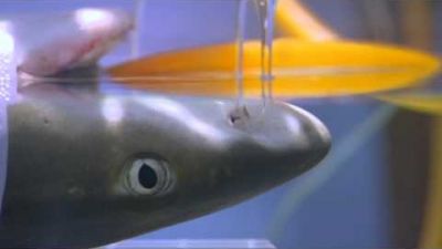 National Geographic Sharks Season 1 Episode 1