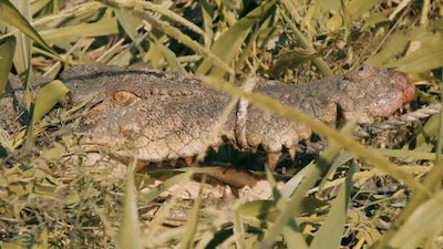 Outback Wrangler Season 3 Episode 7