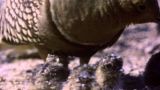 Creatures of the Namib Desert