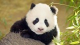 Fu Long: Little Panda, Happy Dragon