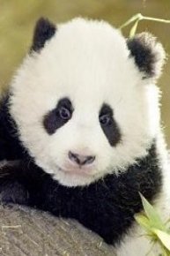 Fu Long: Little Panda, Happy Dragon