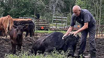 The Incredible Dr. Pol Season 19 Episode 3