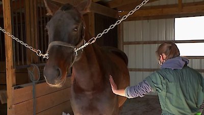 The Incredible Dr. Pol Season 19 Episode 6