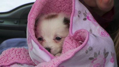 The Incredible Dr. Pol Season 19 Episode 7