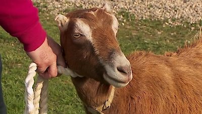 The Incredible Dr. Pol Season 20 Episode 4
