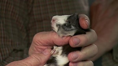 The Incredible Dr. Pol Season 20 Episode 5