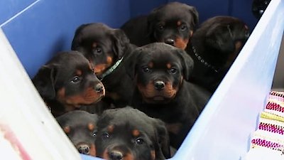 The Incredible Dr. Pol Season 20 Episode 7