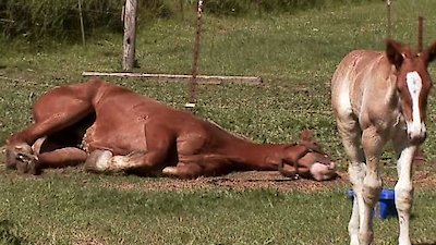The Incredible Dr. Pol Season 20 Episode 10