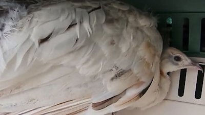 The Incredible Dr. Pol Season 20 Episode 11