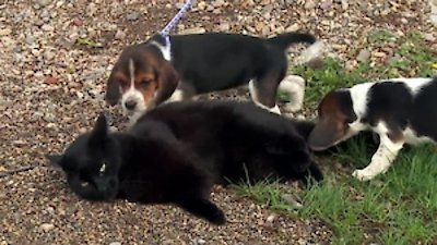 The Incredible Dr. Pol Season 20 Episode 12