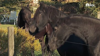 The Incredible Dr. Pol Season 21 Episode 3