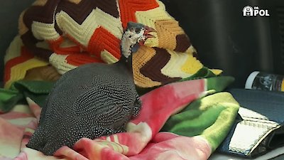 The Incredible Dr. Pol Season 21 Episode 2