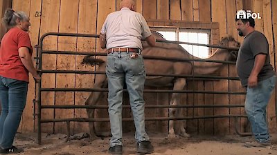 The Incredible Dr. Pol Season 21 Episode 1