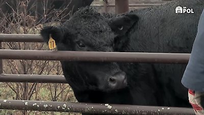 The Incredible Dr. Pol Season 21 Episode 7