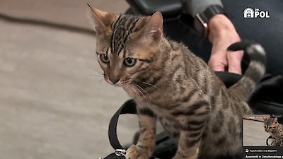 The Incredible Dr. Pol Season 21 Episode 8