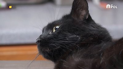 The Incredible Dr. Pol Season 21 Episode 10