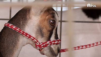 The Incredible Dr. Pol Season 23 Episode 2