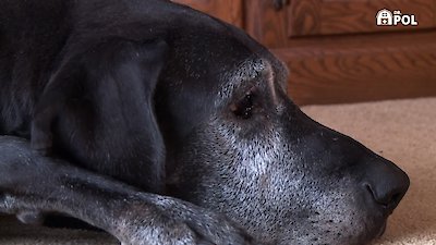 The Incredible Dr. Pol Season 23 Episode 4