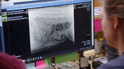 The Incredible Dr. Pol Season 23 Episode 6