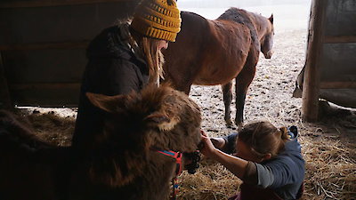 The Incredible Dr. Pol Season 24 Episode 4