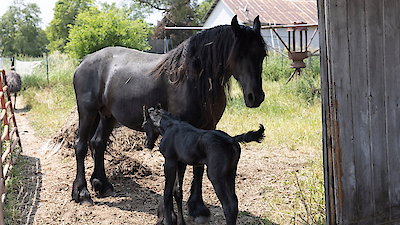 The Incredible Dr. Pol Season 24 Episode 8