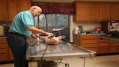 The Incredible Dr. Pol Season 2 Episode 4