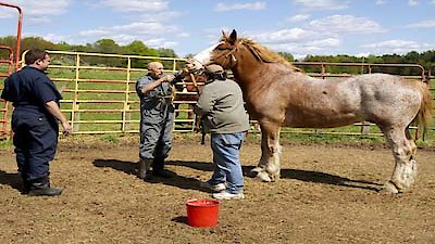 The Incredible Dr. Pol Season 2 Episode 6