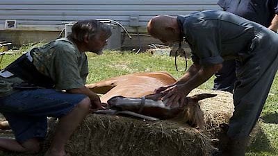 The Incredible Dr. Pol Season 2 Episode 12